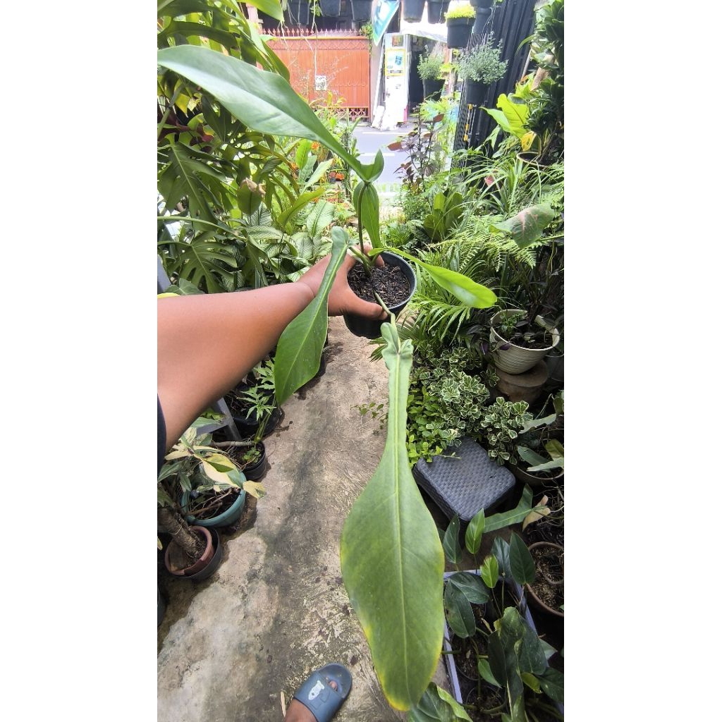 Tanaman hias philodendron joepii