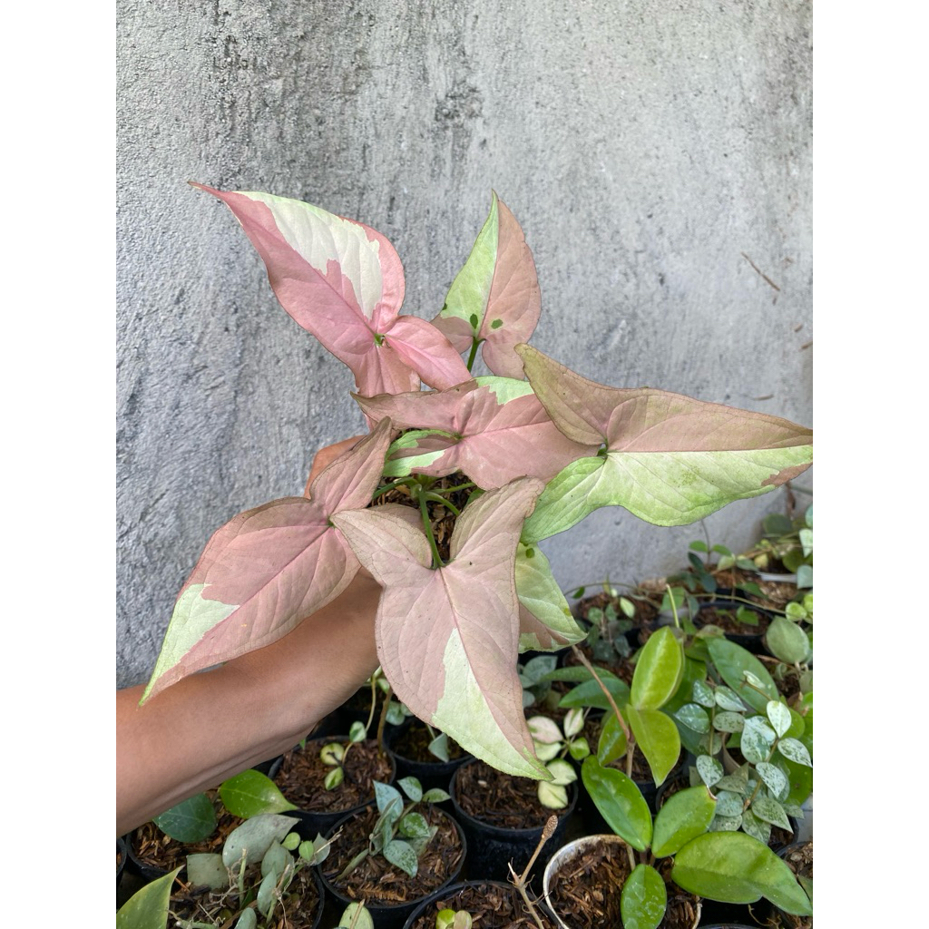 syngonium strawberry milk