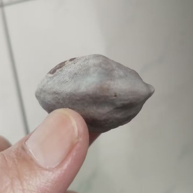 Kemiri Adu Muncang Adu Pedang ZT Ori Tua Jatuhan