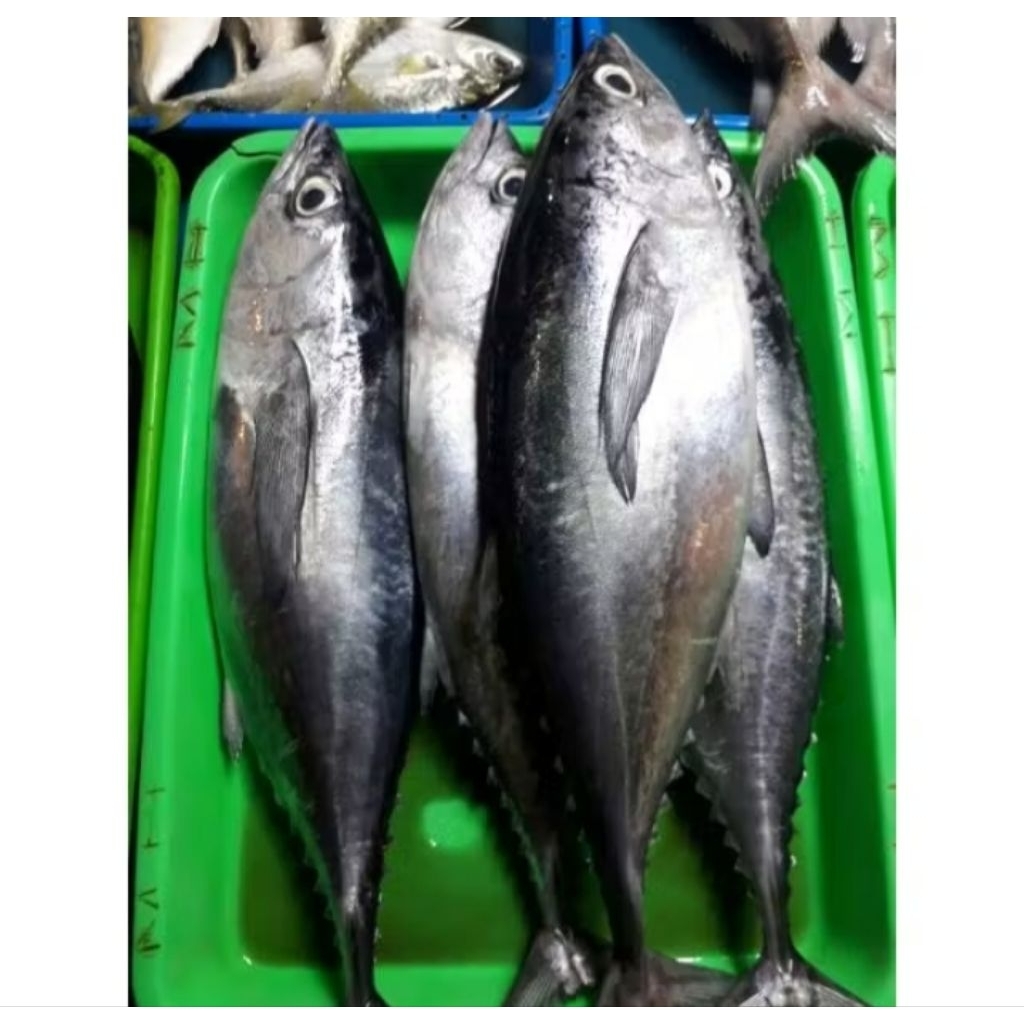 ikan tongkol basah (Sudah potongan perbungkus)