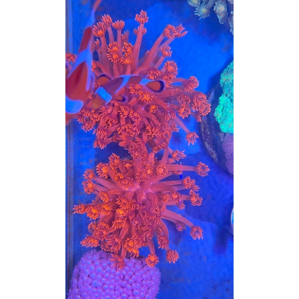 GONIO MERAH HIASAN AKUARIUM LAUT