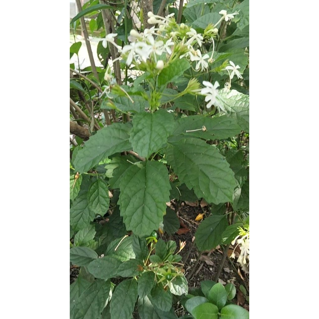 20 lembar daun tanaman keji beling, daun herbal keji beling.