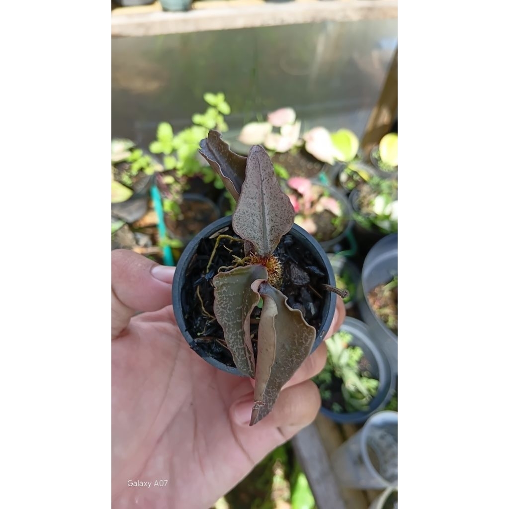 Euphorbia francoisi Maple size kecil