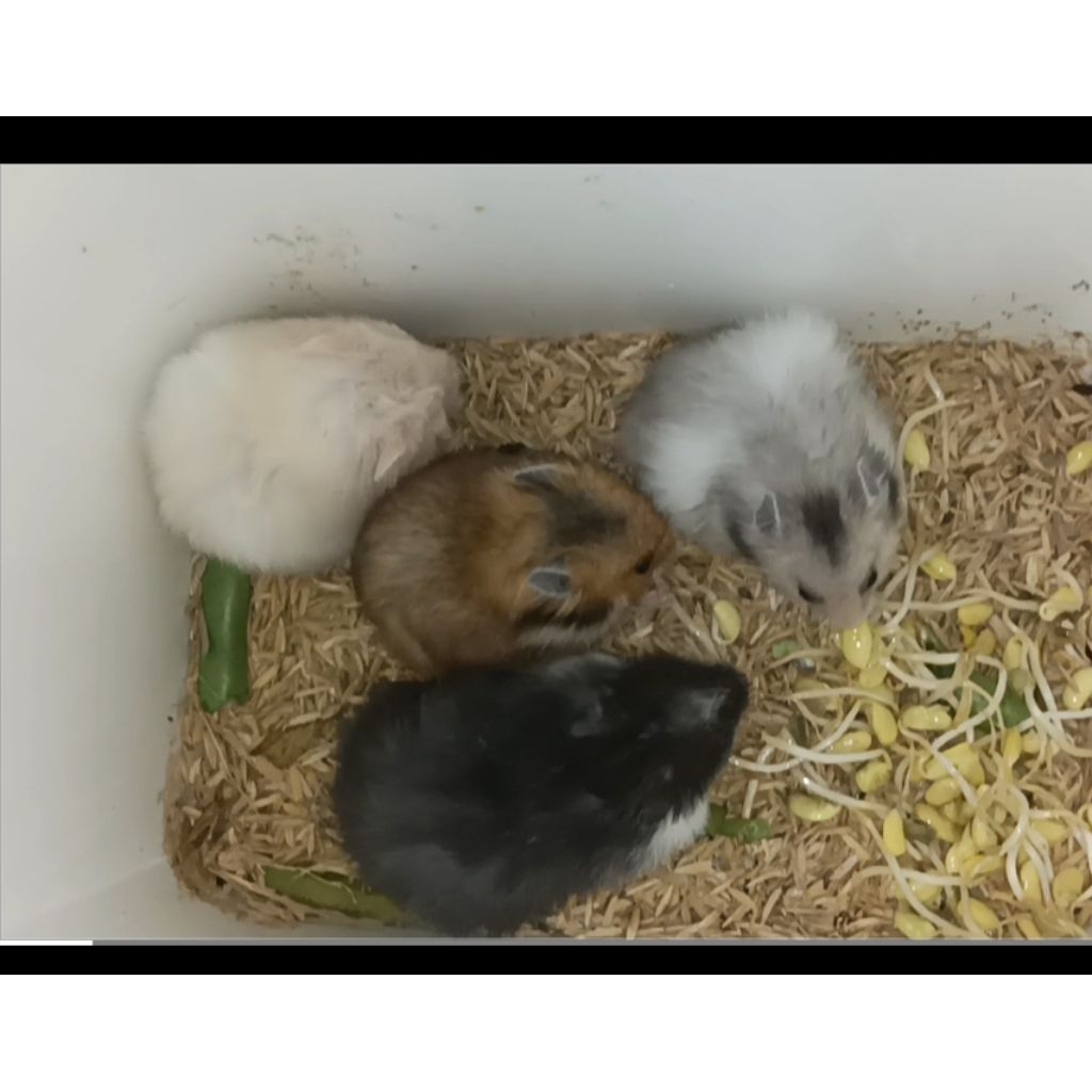 Mainan hamster syrian lucu, jinak, bersahabat