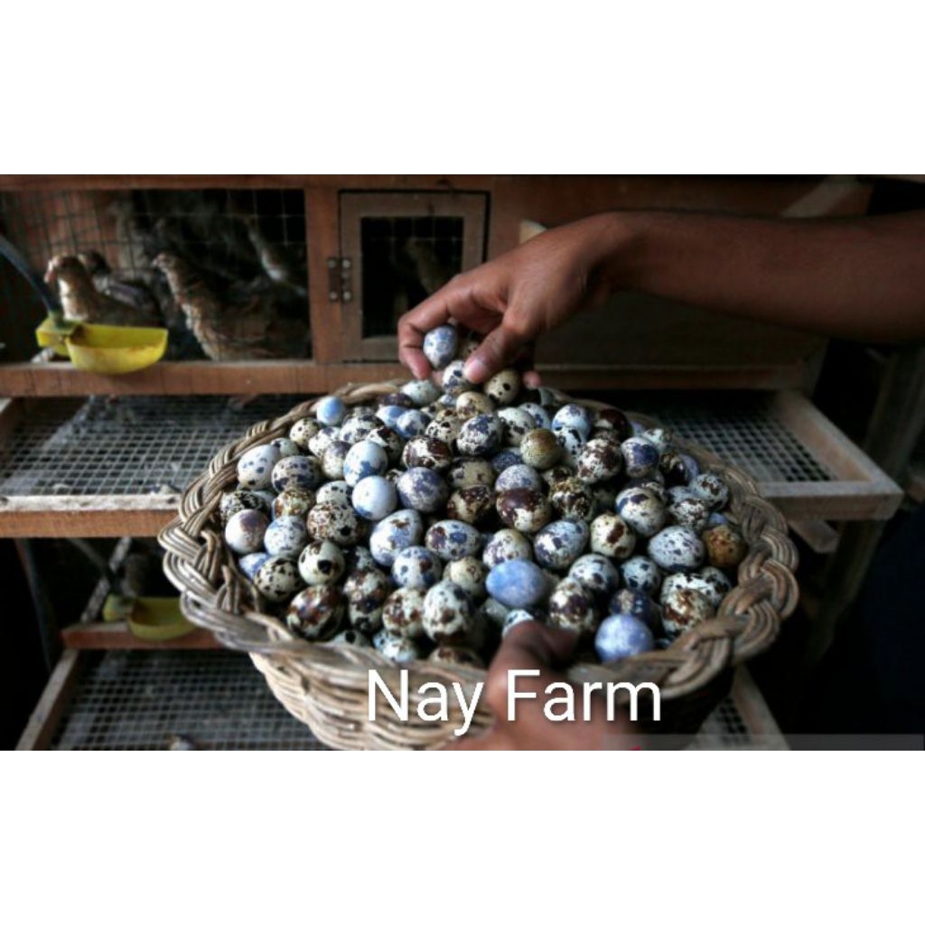 Telur Puyuh Tetas Nay Farm | Telur Puyuh Pilihan untuk Penetasan