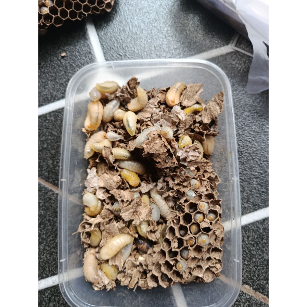 larva tawon vespa ( isi 50) umpan berusut ikan bawal,ikan mas, Galatama lele