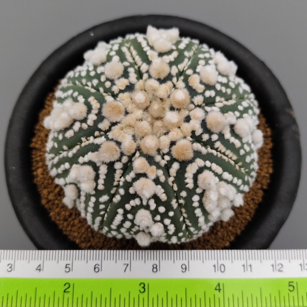 Astrophytum asterias cv. Hanazono size besar