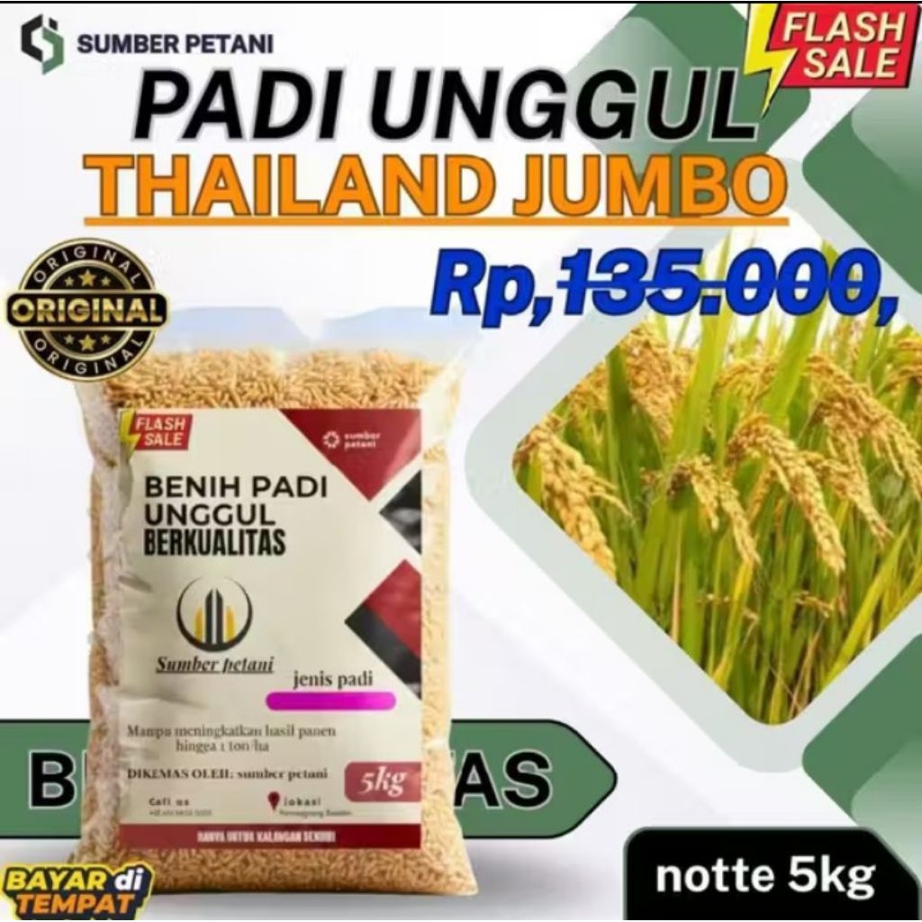 Benih padi Thailand Jumbo 5KG