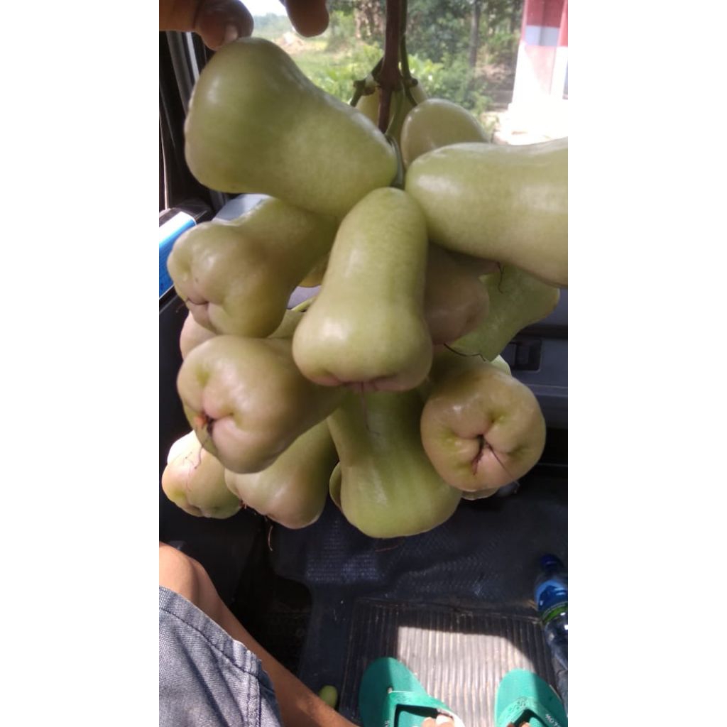 entres jambu air berbagai jenis