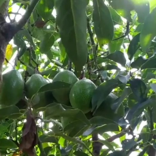 Entres alpukat wina 5 mata tunas