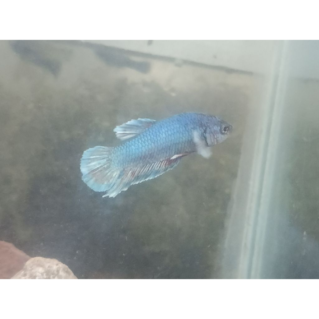 ikan cupang barongsai