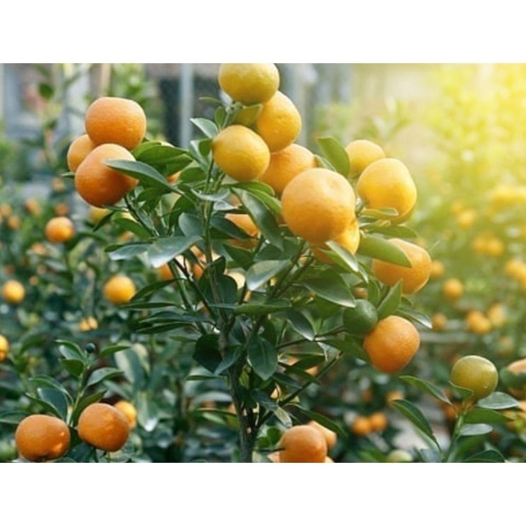 Bibit Pohon Jeruk Santang Madu Polibag 45 Besar Sudah Berbuah Hasil Okulasi Berbuah Banyak