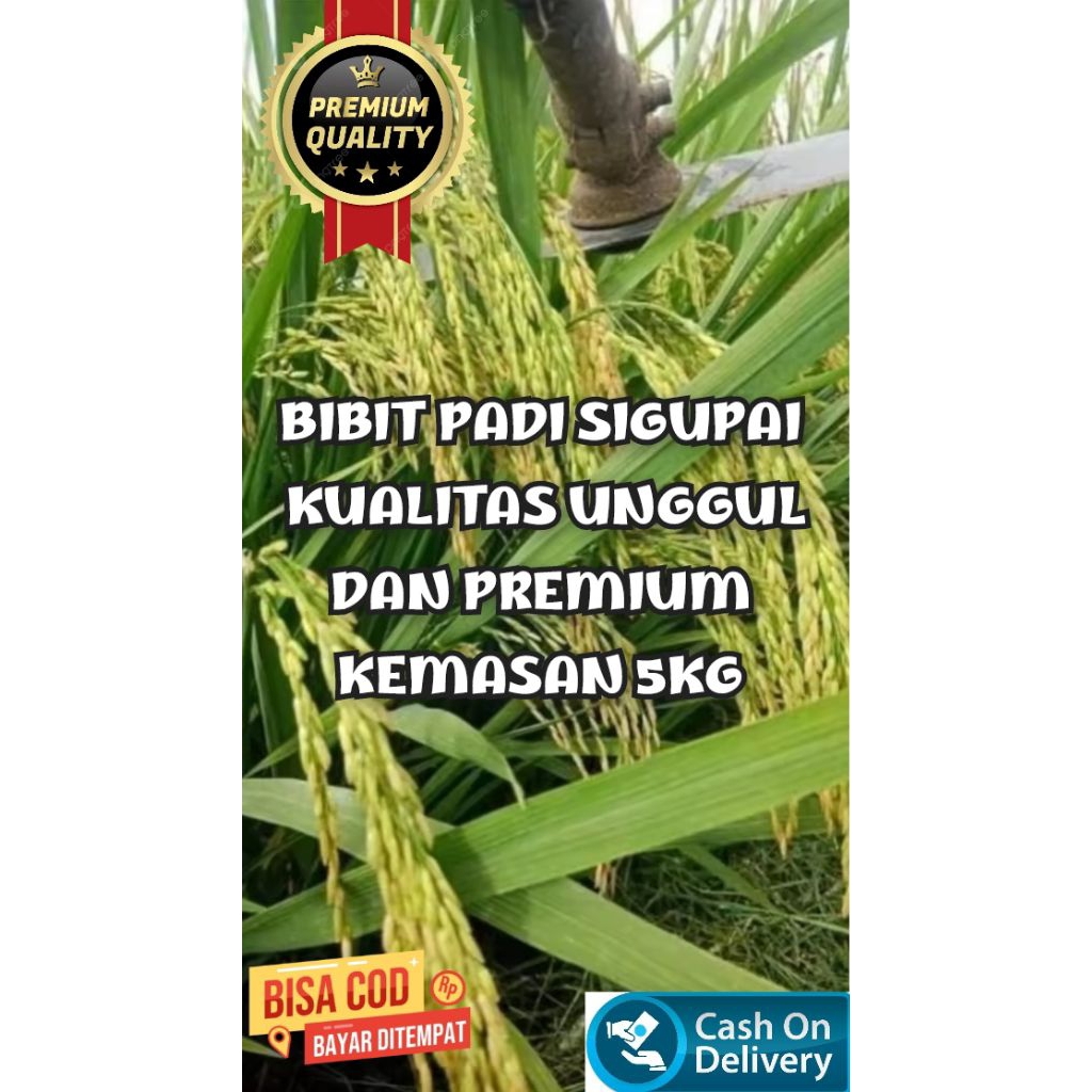 BIBIT PADI SIGUPAI BERKUALITAS UNGGUL DAN TERPERCAYA KEMASAN 5KG