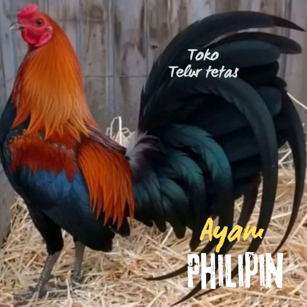 TELUR AYAM PHILIPIN ASLI BOSTUN SWEATER