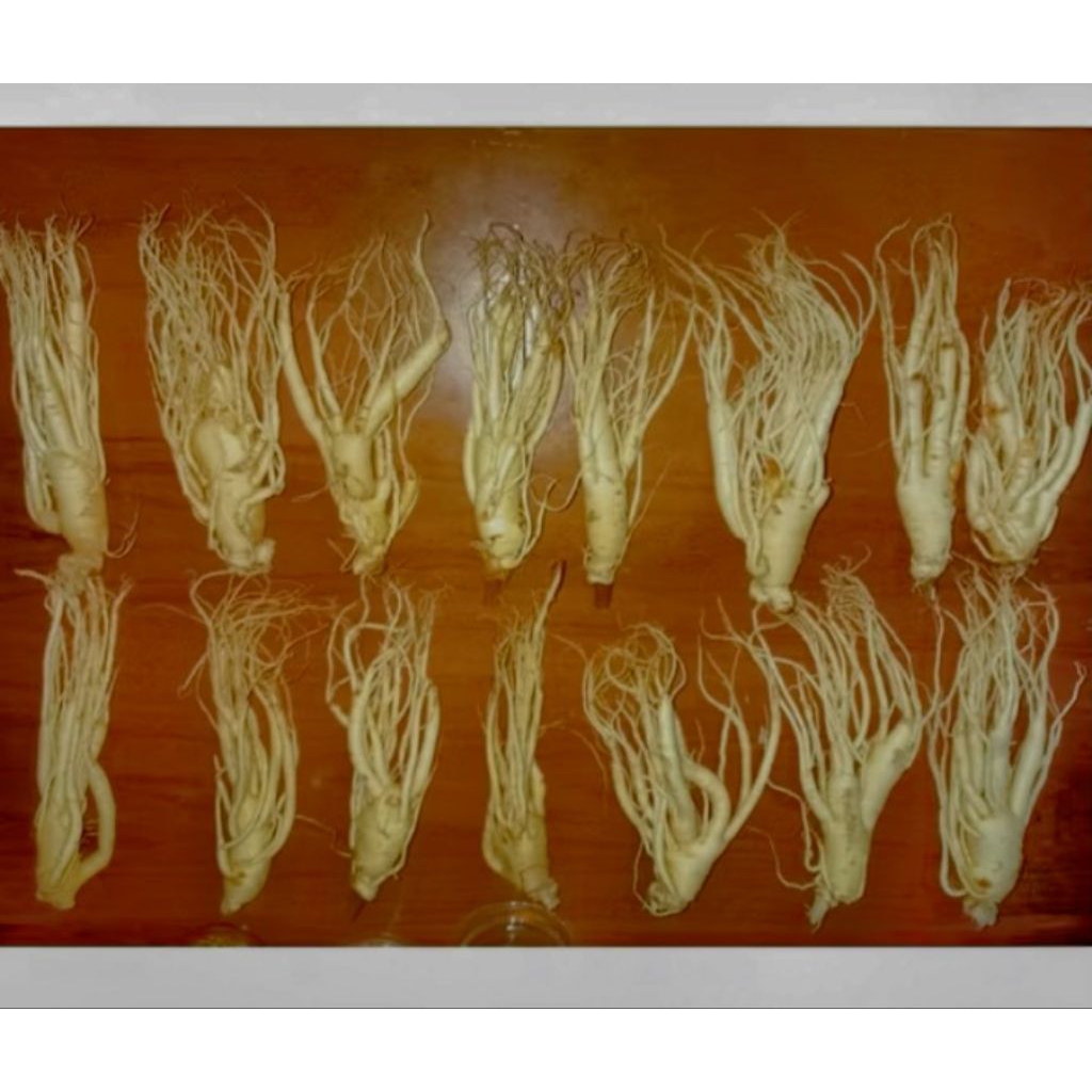 AKAR GINGSENG MERAH KOREA/RED GINGSENG