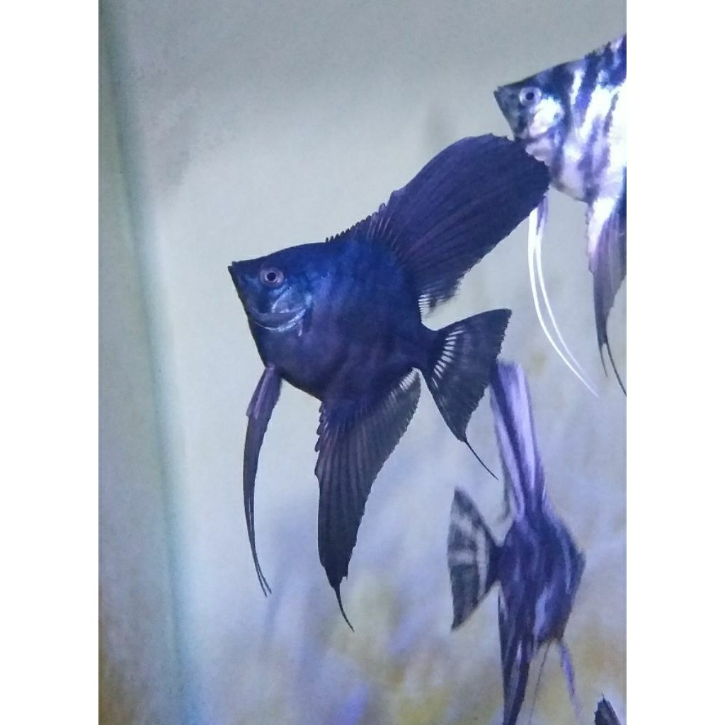 INSTANT Ikan Hias Manfish Angelfish Black Avatar 3~4cm
