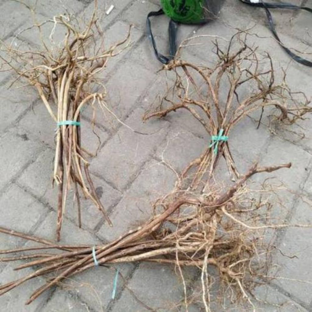 Akar Senggani Aquascape