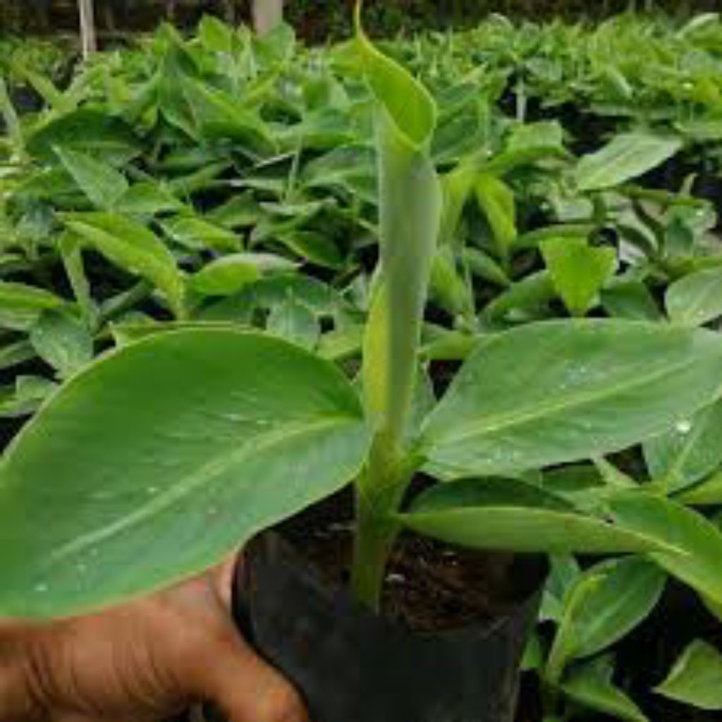 Bibit pisang cavendish super
