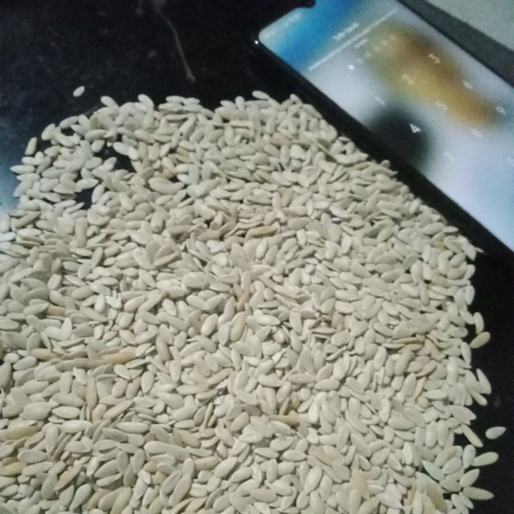 35 seed benih melon Kirani import