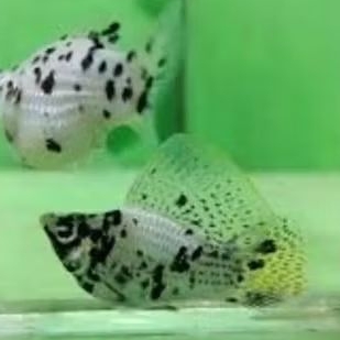 Molly Marble Balon Sailfin Sepasang Hiasan Aquarium Dan Aquascape