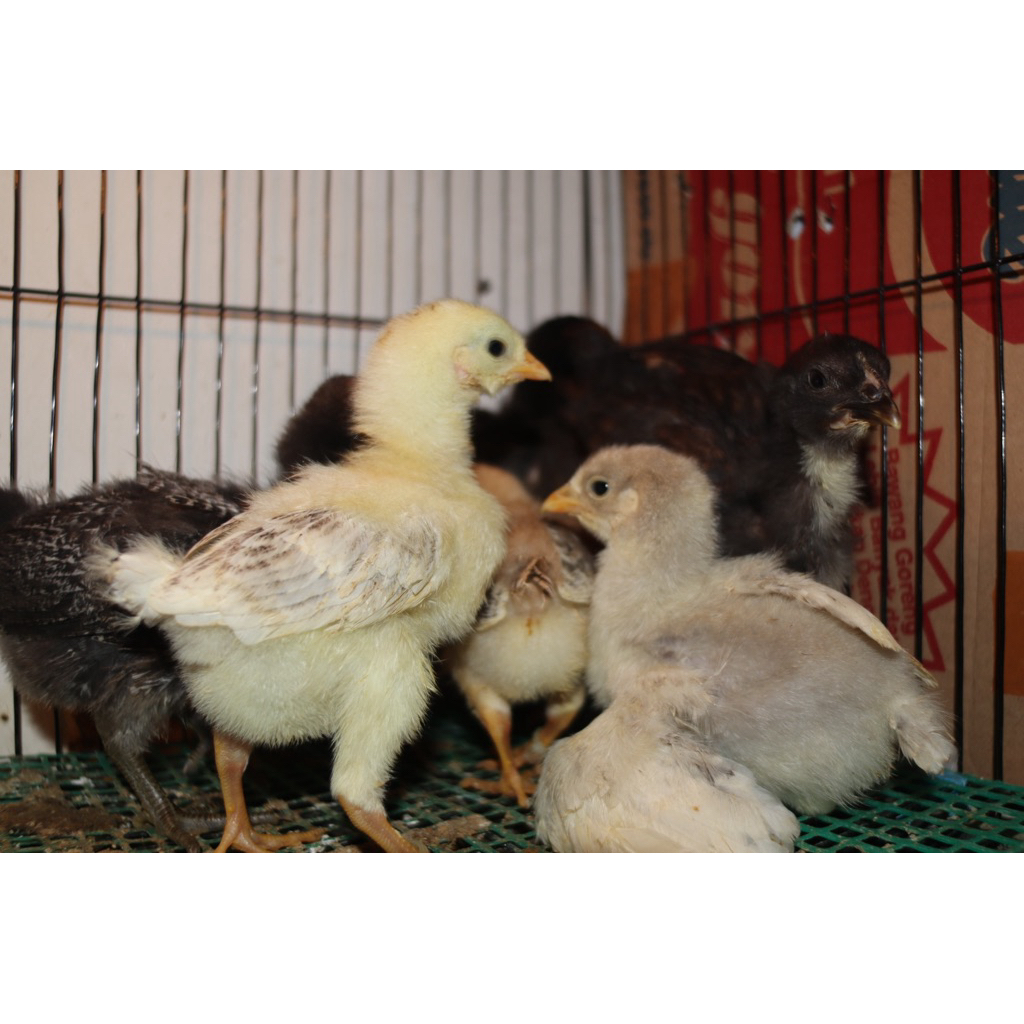 DOC AYAM BP 3 PEDAGING PREMIUM TELUR BESAR