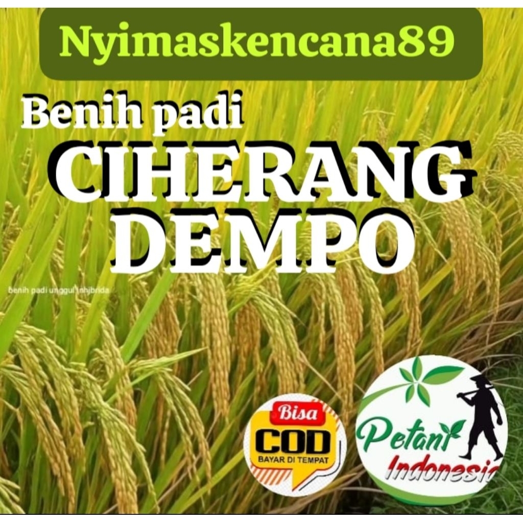 BENIH PADI CIHERANG DEMPO SUPER BERKUALITAS KEMASAN 1KG
