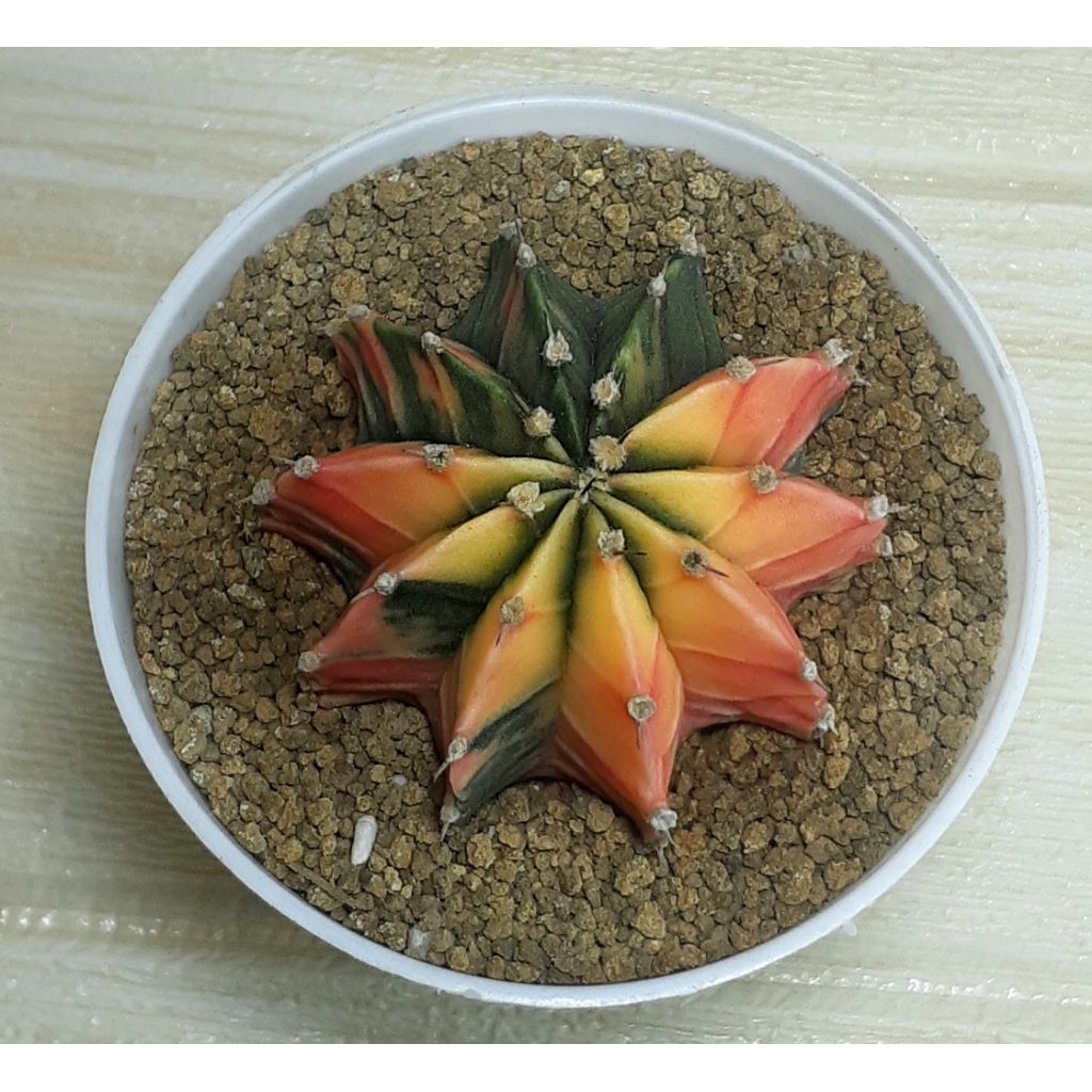 kaktus Gymno Variegata , Seedling ( PROMO)