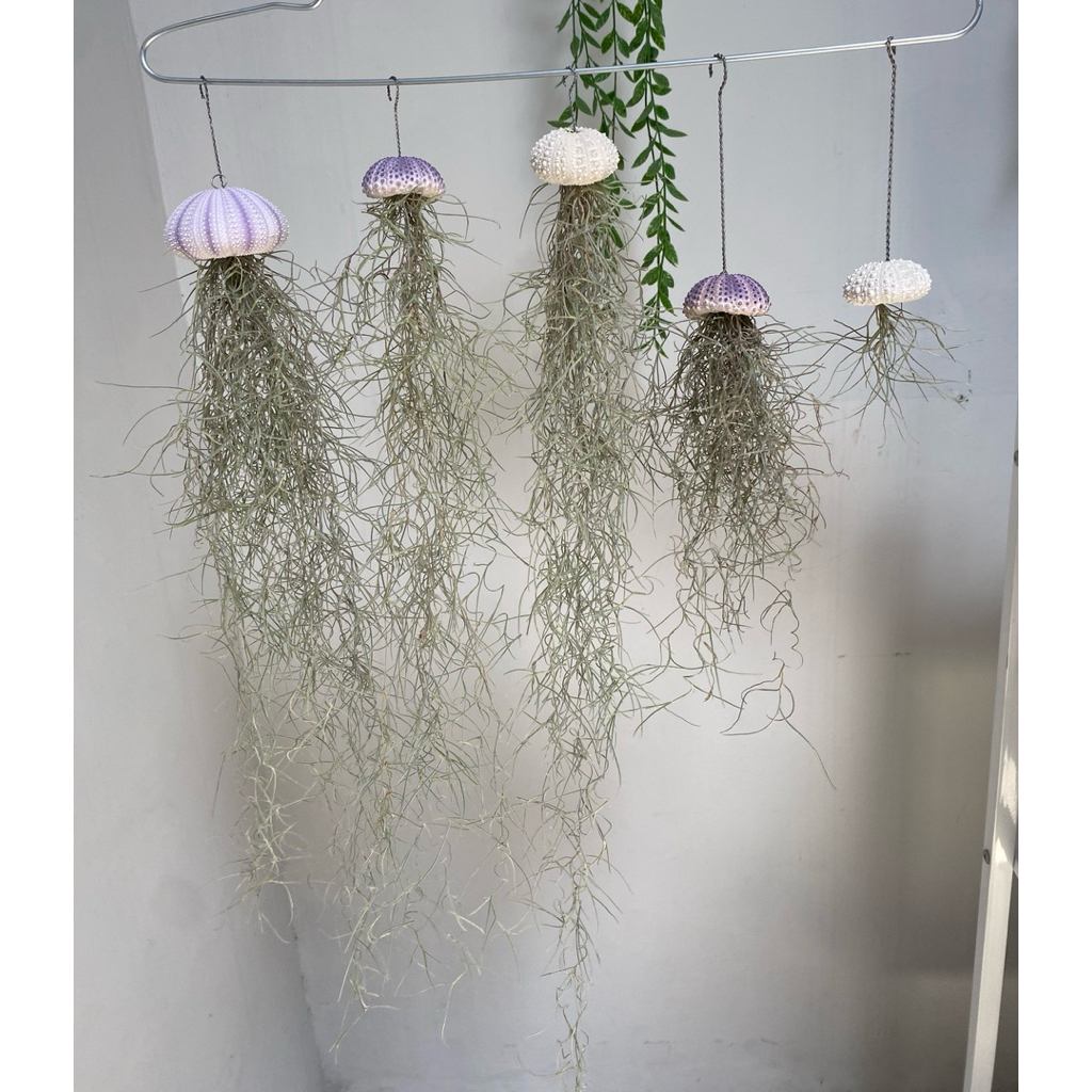 Tanaman tillandsia kerang - tillandsia murah - tanaman hias