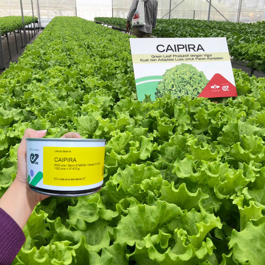Benih Bibit Selada Batavia Caipira Kemasan 5000 Pill - Original ENZA ZADEN