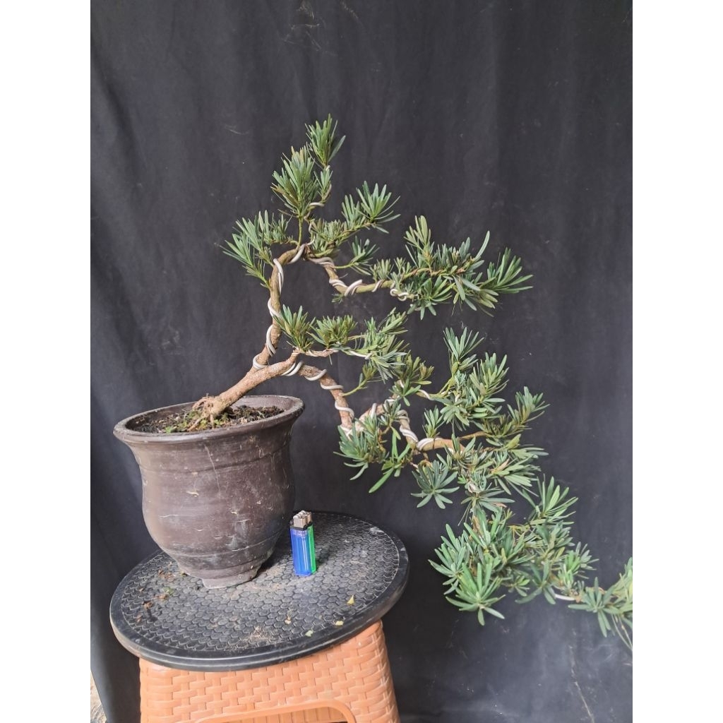 Bonsai Lohansung micro / Bonsai Podocarpus Micro / Lohansung LidaBurung