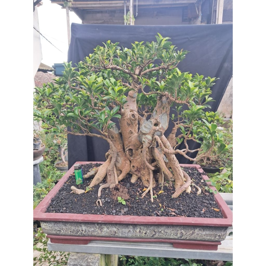 Bonsai Prospek Beringin Elegan / Bonsai Beringin Siap Kontes
