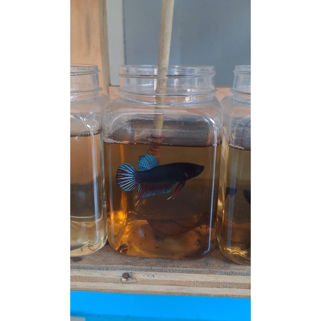 [Foto Asli] Ikan Cupang Aduan Lokal Size M - Warna Acak, Sehat, Siap Adu