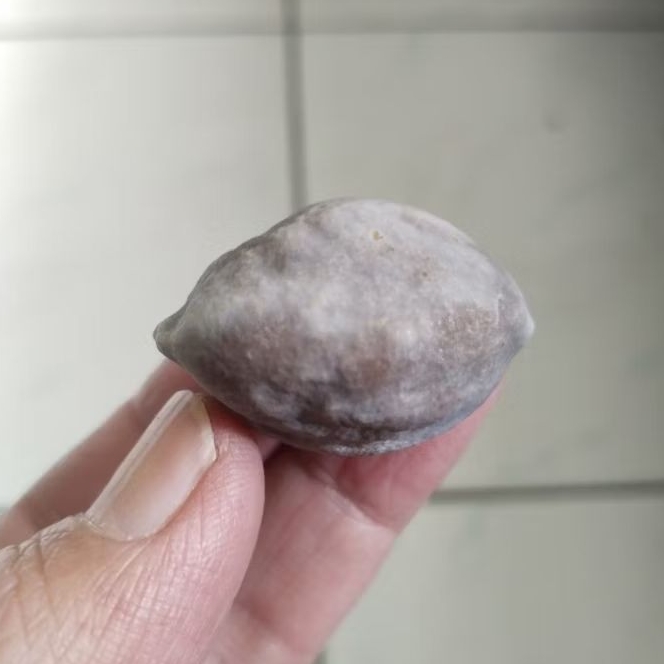 Kemiri Adu Muncang Adu Nyonyo ZT Ori Tua Jatuhan