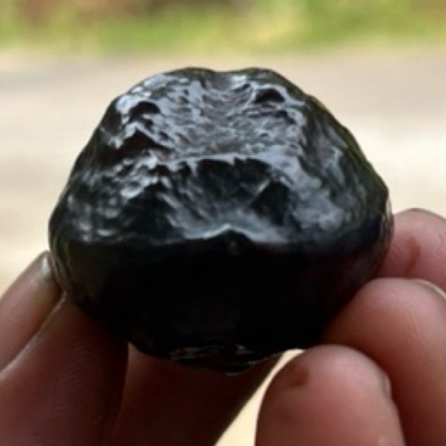 MUNVANG KEMIRI ADU JAWAAN ORI BIG SIZE