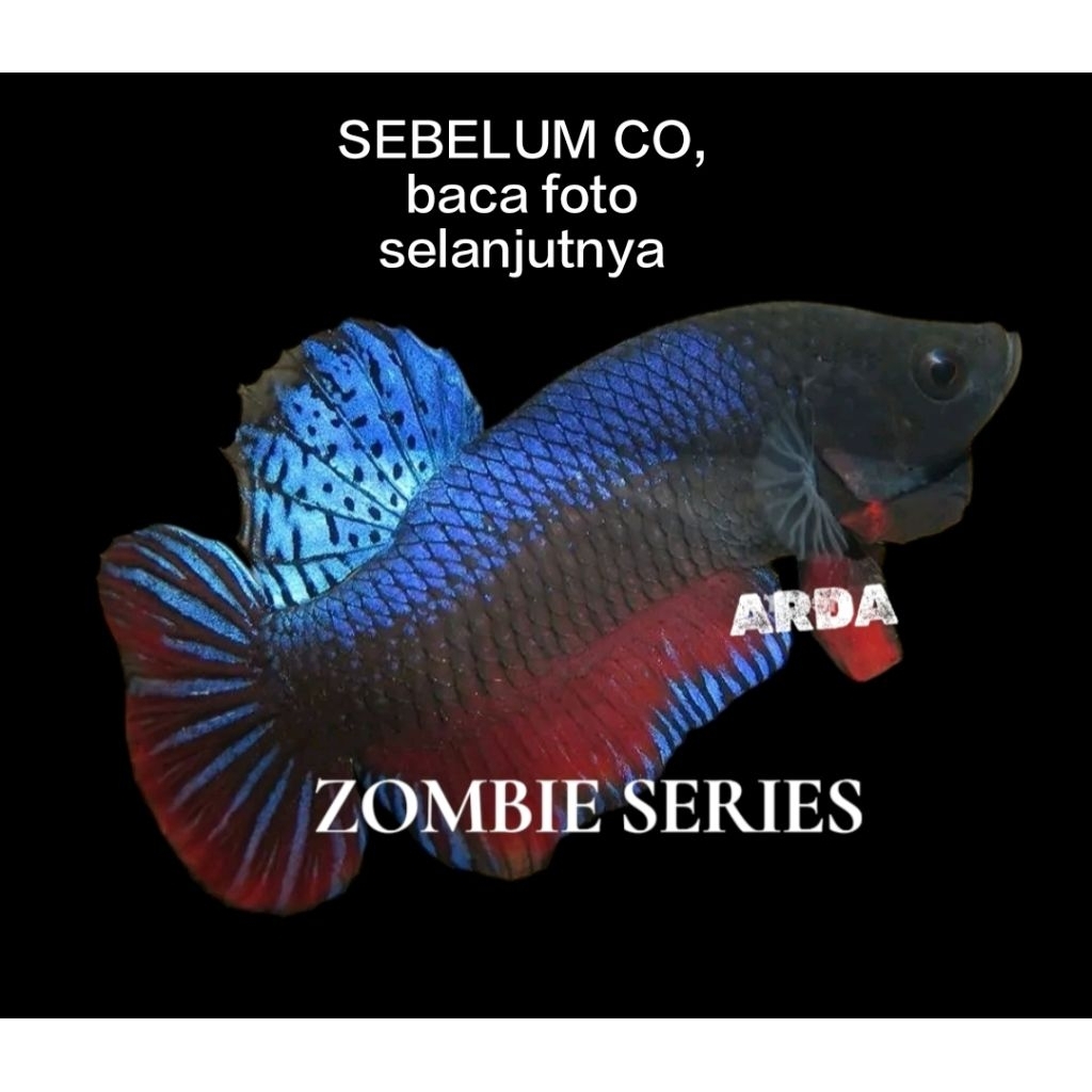 CUPANG ADU SUPER SERI ZOMBIE ORIGINAL Cupang Adu MDS Medan Super Cupang Adu Lokal Super Cupang Adu P