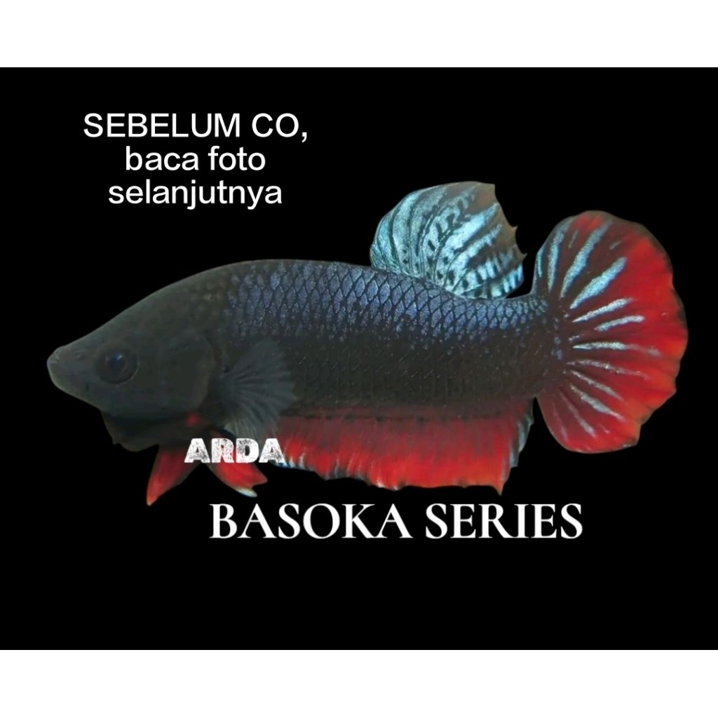 CUPANG ADU SUPER SERI BASOKA ORIGINAL Cupang Adu MDS Medan Super Cupang Adu Lokal Super Cupang Adu P