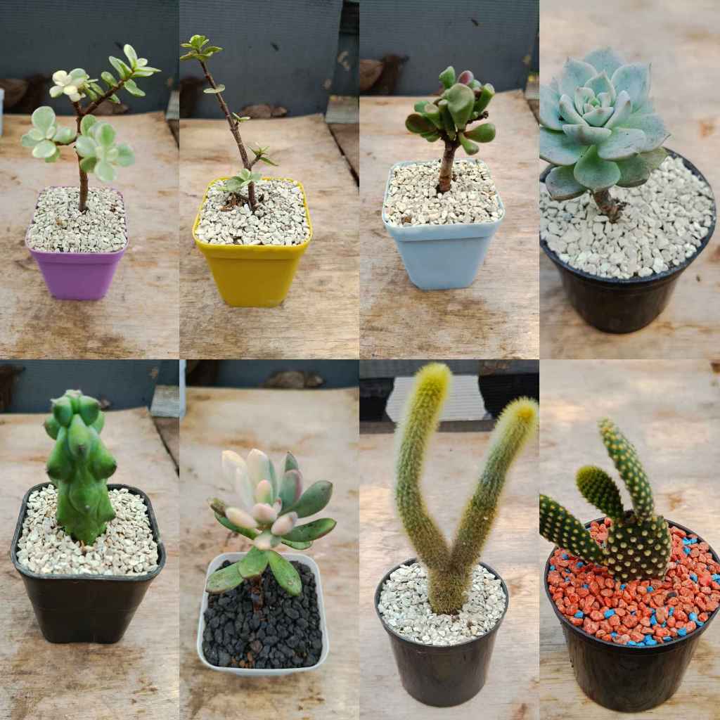 Tanaman mini hidup tanaman mini indoor tanaman ruang tamu hidup