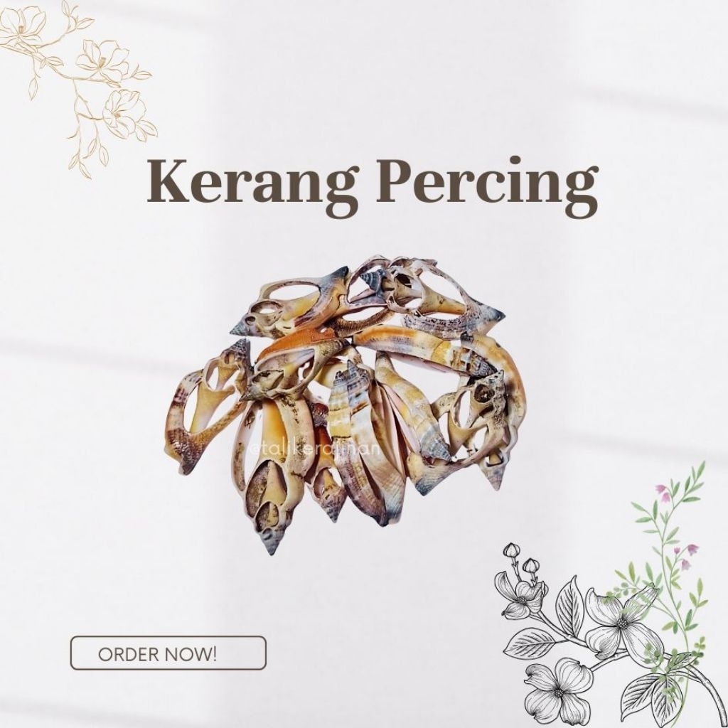 KERANG LAUT HIASAN KOLASE KEONG LAUT DAKON KERANG BINTANG LAUT HIASAN DINDING