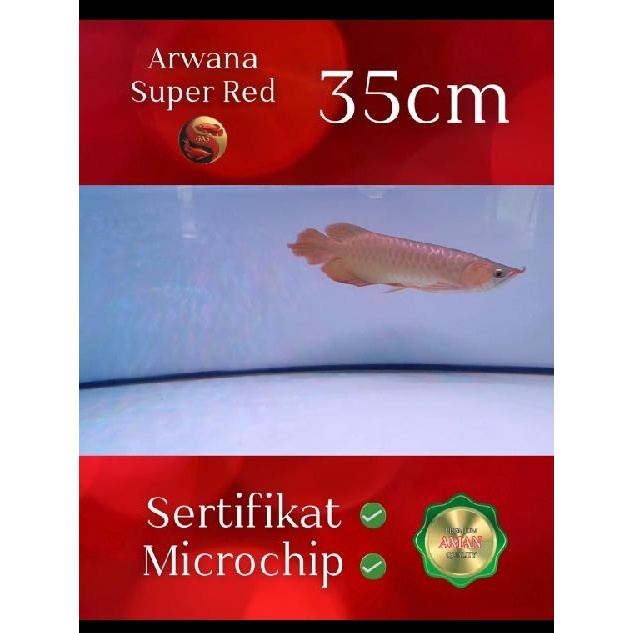 Ikan Arwana Super Red 35cm | Asli Kalimantan | Legalitas Berserti & Microchip | Siap Naik Kelas – Uk