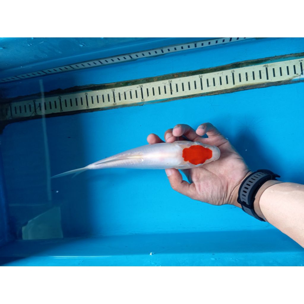 tancho kohaku doitsu 30cm good original