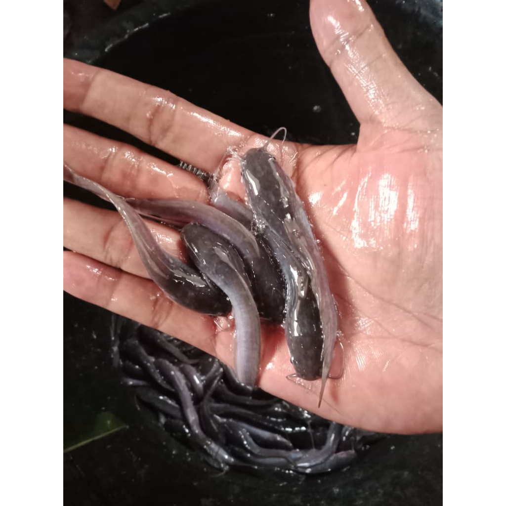 Bibit Lele Sangkuriang ukuran 7-8 cm