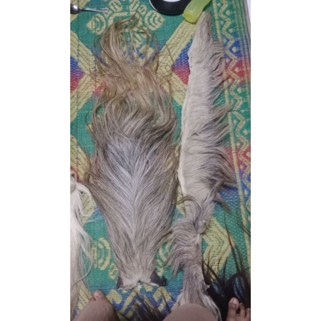 rambut kuda dawuk sepenag