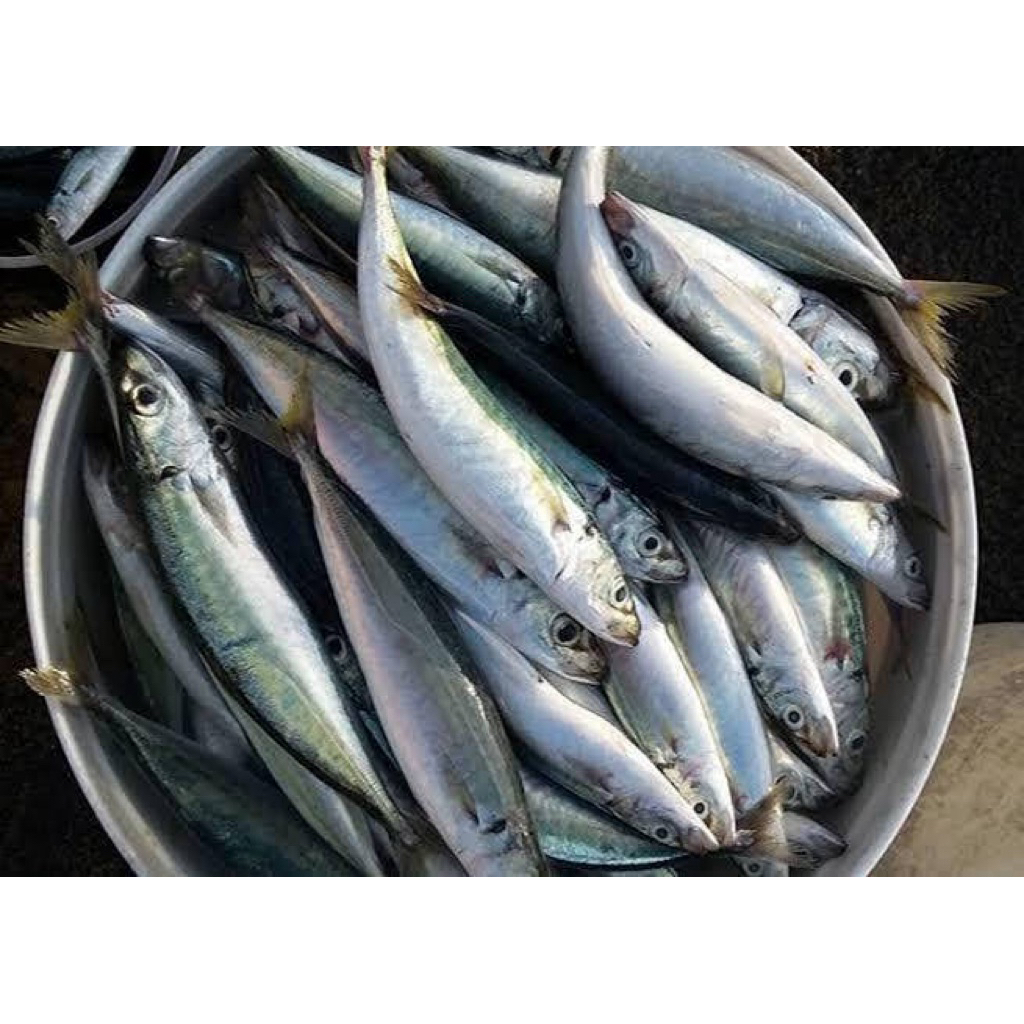 ikan pindang / ikan layang segar