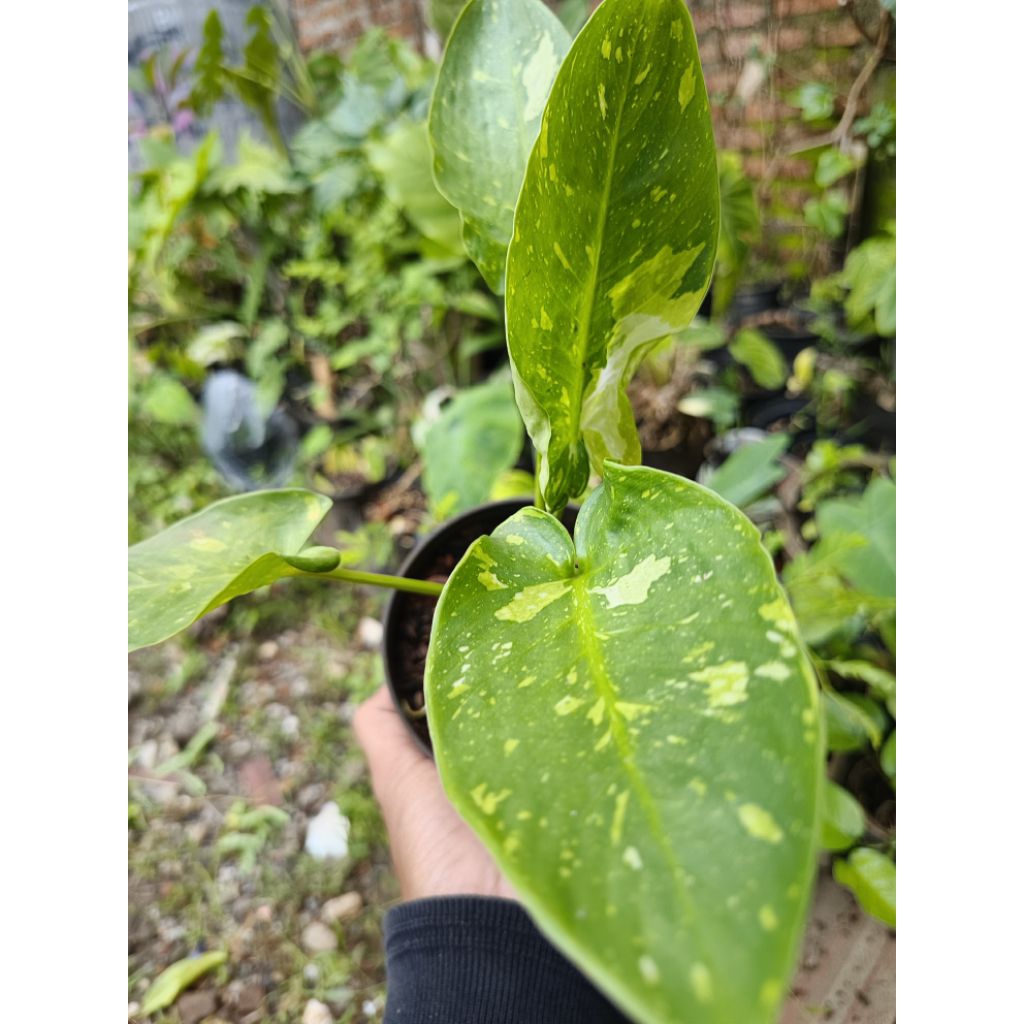 Homalomena Sp Varigata