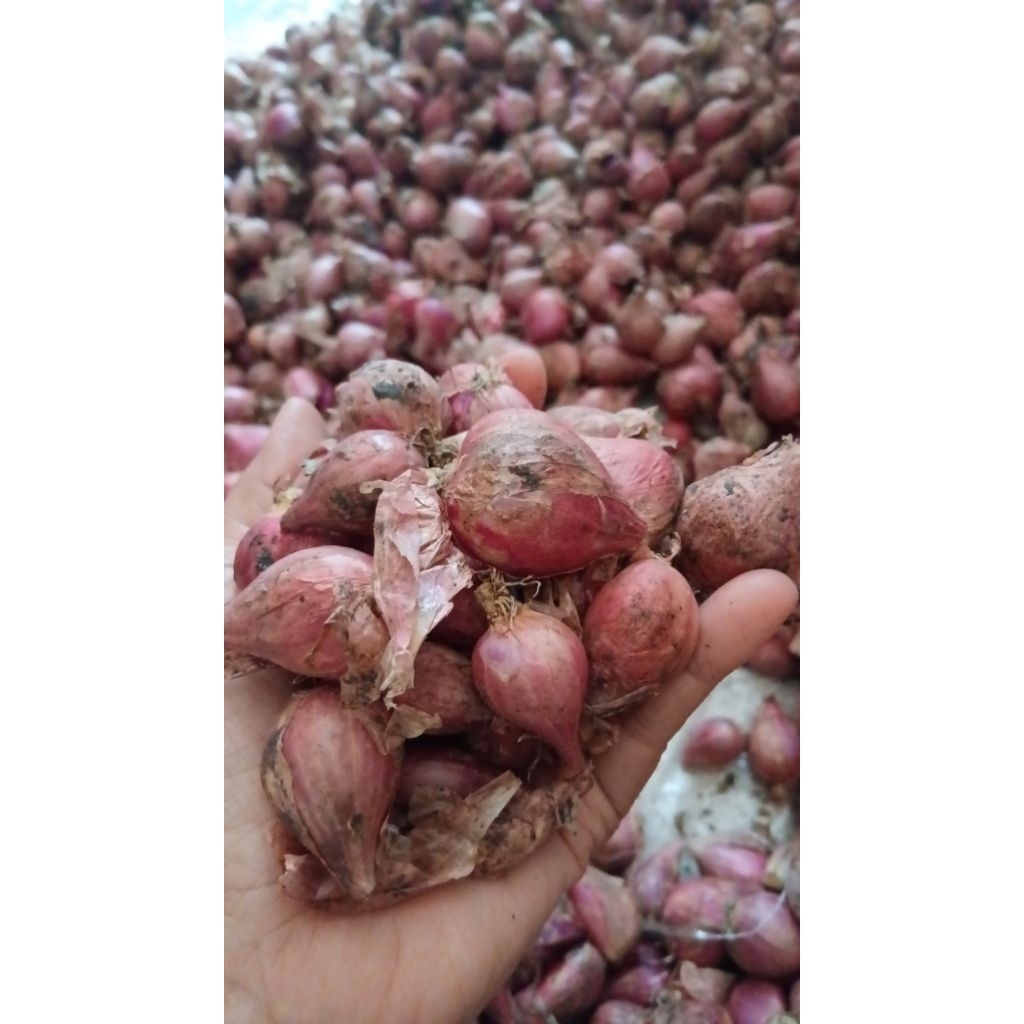 bawang merah nganjuk