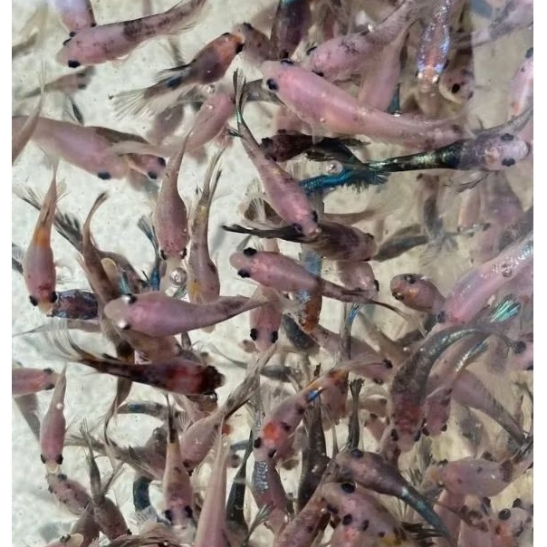 HIASAN AKUARIUM ANAKAN CUPANG HALFMOON / PLAKAT / BIG EAR DLL | DEKORASI AKUARIUM