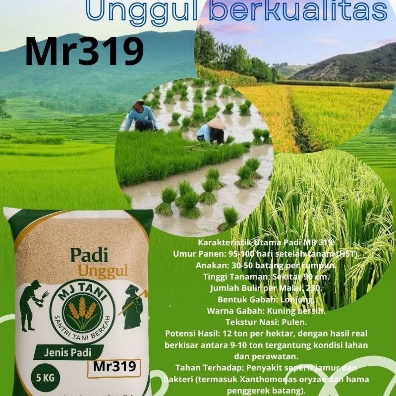Benih padi unggul berkualitas Mr 319 original