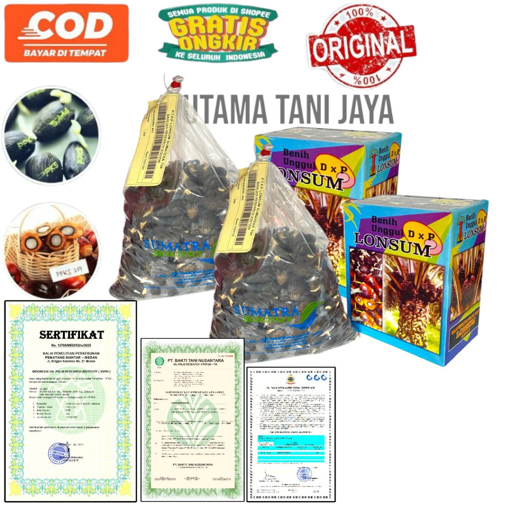 Kecambah sawit LONSUM unggul bersertifikat