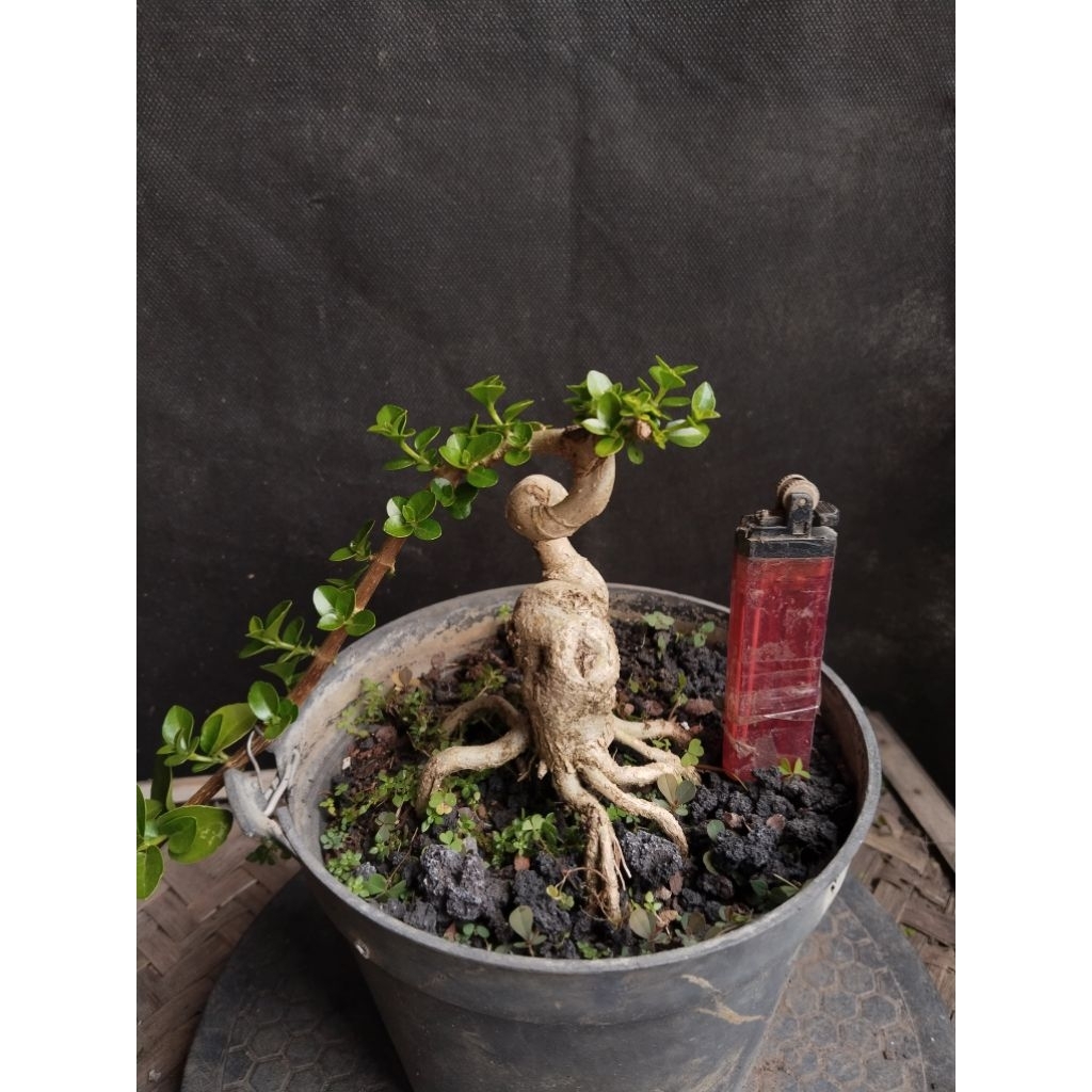 Bahan Bonsai Sancang Berkarakter siap lanjut