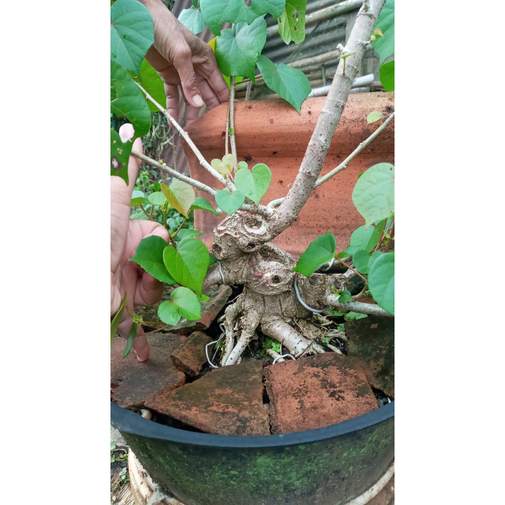 bahan waru taiwan bonsai waru sesuai foto